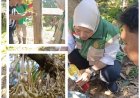Penyuluh Jinakkan OPT Durian dengan Jadam Sulfur