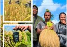 Dilatih PERHIPTANI, Penyuluh Buktikan AWD Hemat Air dan Dongkrak Hasil