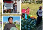 Harga Semangka Anjlok, Pekaseh Turun Tangan Selamatkan Petani