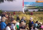 Subak Wongaya Betan Buktikan Potensi Varietas Lokal