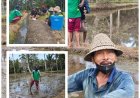 Demplot PM-AAS Bangli Siap Tanam, Drum Seeder Ditunggu