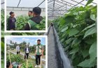 "Penyuluh Pacu Inovasi Cabai di Payangan"