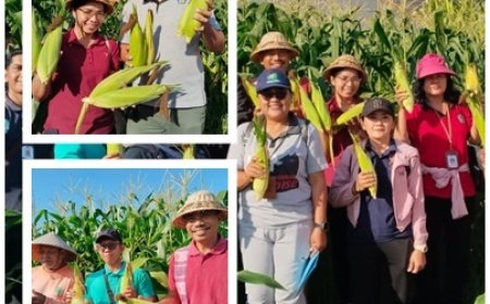 Lahan Bera Disulap Jadi Kebun Jagung, Panen Tembus 16,02 Ton