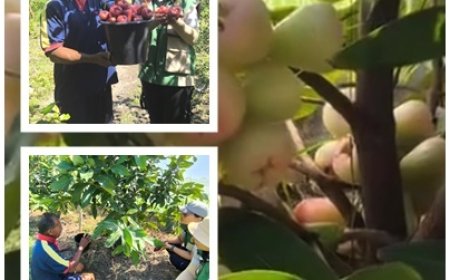 Usai Taklukkan Anggur, Made Budiasa Sulap 280 Pot Jambu Air Jadi Mesin Cuan