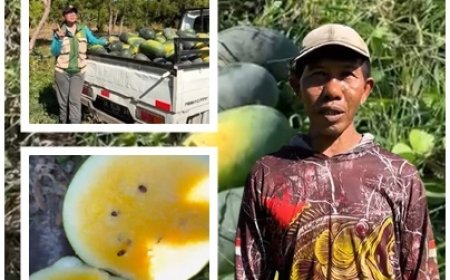 Gede Jaya: Dulu Diremehkan, Kini Semangka Tulamben Jadi Andalan