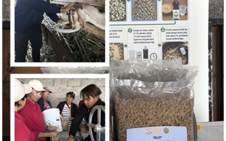 Penyuluh Pacu Inovasi Pakan dari Limbah Talas