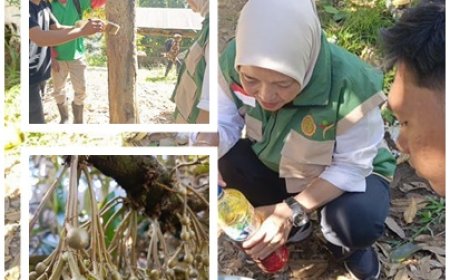 Penyuluh Jinakkan OPT Durian dengan Jadam Sulfur