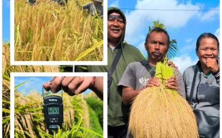 Dilatih PERHIPTANI, Penyuluh Buktikan AWD Hemat Air dan Dongkrak Hasil
