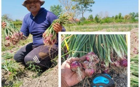 Modal Turun, Panen Tetap Jumbo