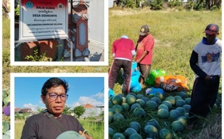 Harga Semangka Anjlok, Pekaseh Turun Tangan Selamatkan Petani