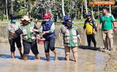Penyuluh dan Petani Bangli Kompak Terapkan PM-AAS
