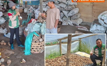 Penyuluh Gerakkan Hilirisasi Kelapa, Batok Pun Bernilai