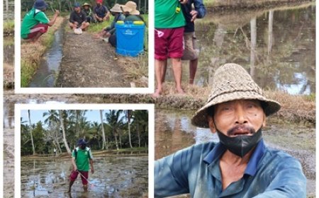 Demplot PM-AAS Bangli Siap Tanam, Drum Seeder Ditunggu