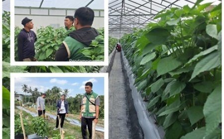 "Penyuluh Pacu Inovasi Cabai di Payangan"