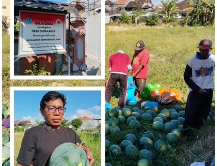 Harga Semangka Anjlok, Pekaseh Turun Tangan Selamatkan Petani