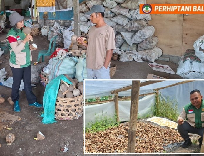 Penyuluh Gerakkan Hilirisasi Kelapa, Batok Pun Bernilai