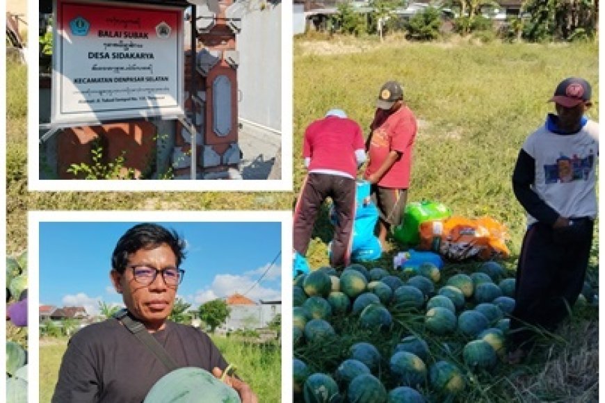 Harga Semangka Anjlok, Pekaseh Turun Tangan Selamatkan Petani