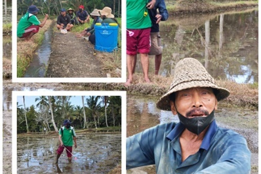 Demplot PM-AAS Bangli Siap Tanam, Drum Seeder Ditunggu