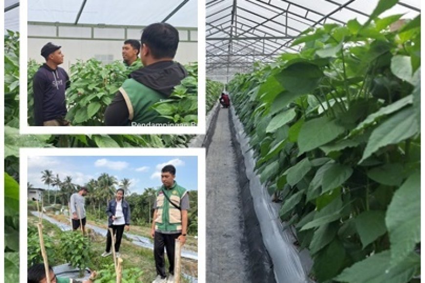 "Penyuluh Pacu Inovasi Cabai di Payangan"