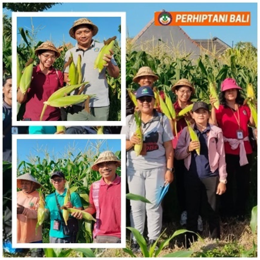 Lahan Bera Disulap Jadi Kebun Jagung, Panen Tembus 16,02 Ton