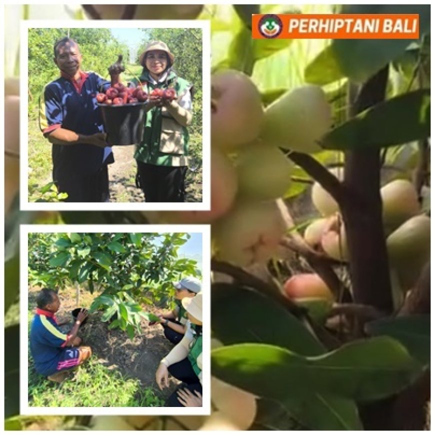 Usai Taklukkan Anggur, Made Budiasa Sulap 280 Pot Jambu Air Jadi Mesin Cuan