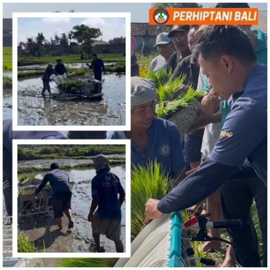 Penyuluh Pacu Tanam Modern Lewat Rice Transplanter