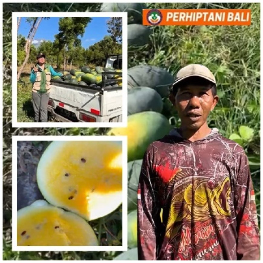 Gede Jaya: Dulu Diremehkan, Kini Semangka Tulamben Jadi Andalan
