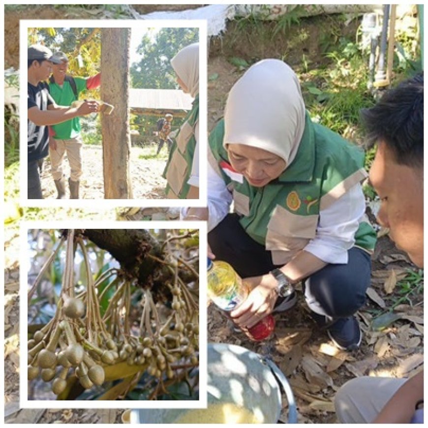 Penyuluh Jinakkan OPT Durian dengan Jadam Sulfur