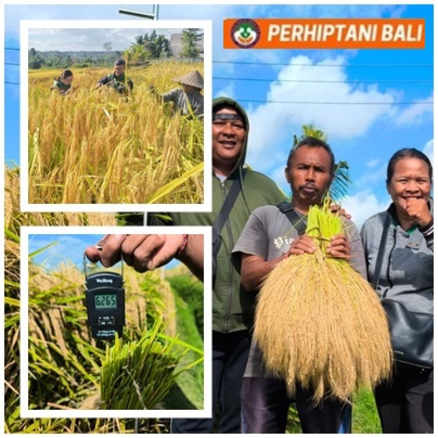 Dilatih PERHIPTANI, Penyuluh Buktikan AWD Hemat Air dan Dongkrak Hasil