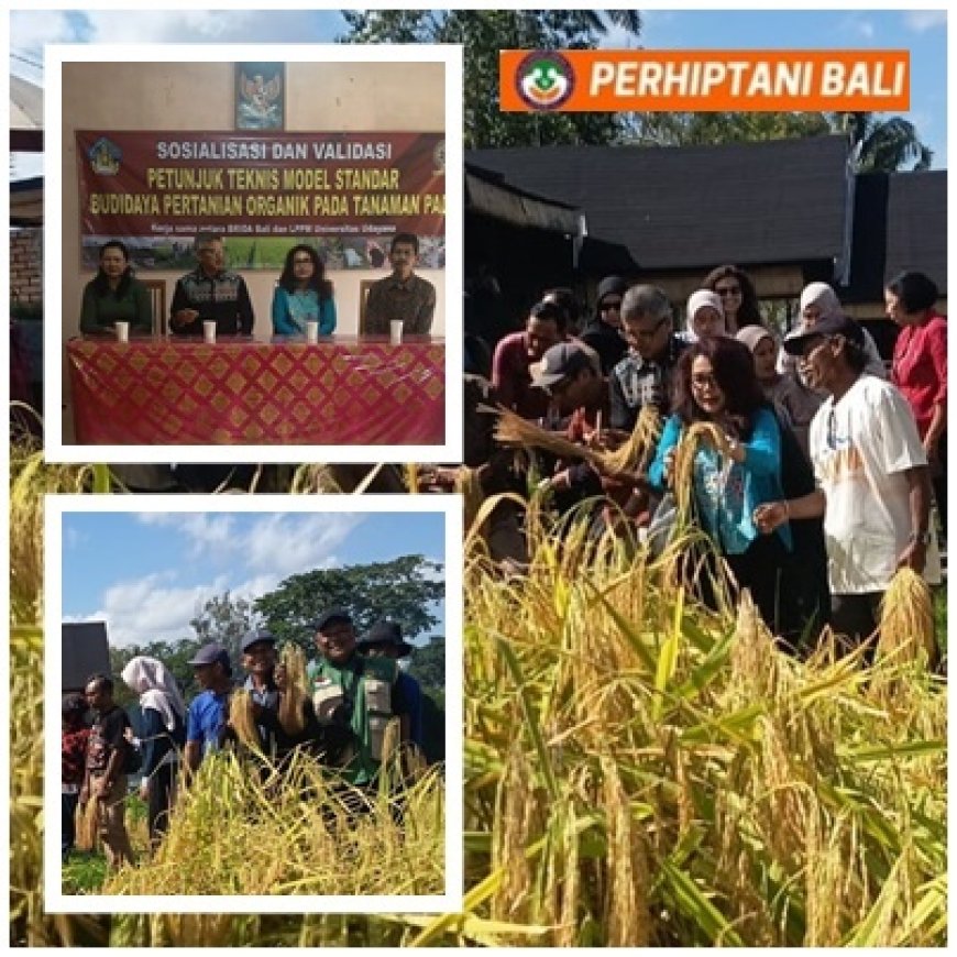 Penyuluh Jadi Kunci, Somya Pertiwi Dipelajari Bappenas, Kemenko Pangan, dan FAO