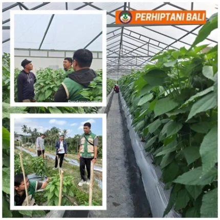 "Penyuluh Pacu Inovasi Cabai di Payangan"