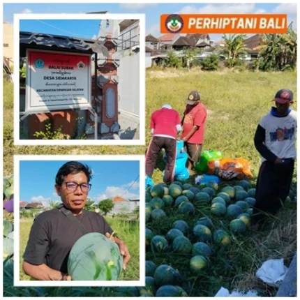 Harga Semangka Anjlok, Pekaseh Turun Tangan Selamatkan Petani