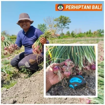 Modal Turun, Panen Tetap Jumbo