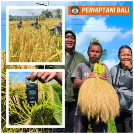 Dilatih PERHIPTANI, Penyuluh Buktikan AWD Hemat Air dan Dongkrak Hasil