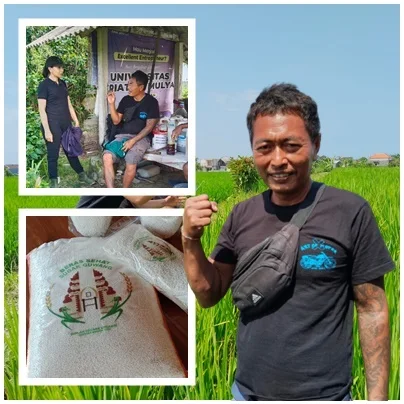 Empat Kali Gagal, Pekaseh Subak Juan Bangkit dan Lahirkan Beras Sehat