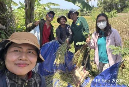 Maraton Ngubin, Penyuluh Gianyar Ukur Produktivitas Padi