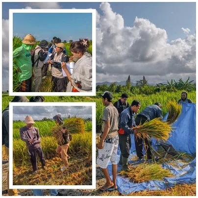 Demplot Padi Ramah Lingkungan Subak Pegatepan Tembus 8,67 Ton/Ha