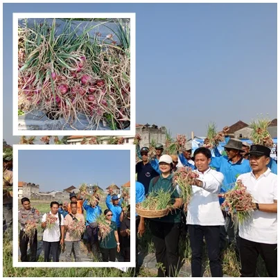 Panen Bawang, Badung Tekan Inflasi