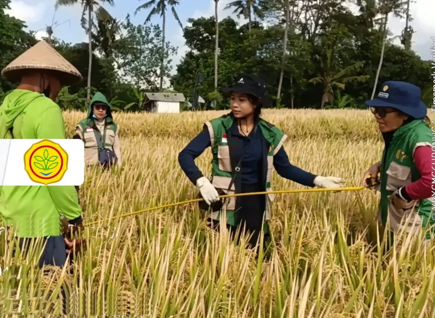 Mandiri Benih di Subak Bunut, Inpari 32 Tembus 11,36 Ton/Ha