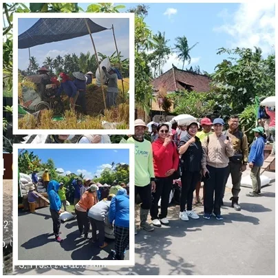 Dari Tangan Petani, Benih Bermutu Lahir di Subak Kembengan