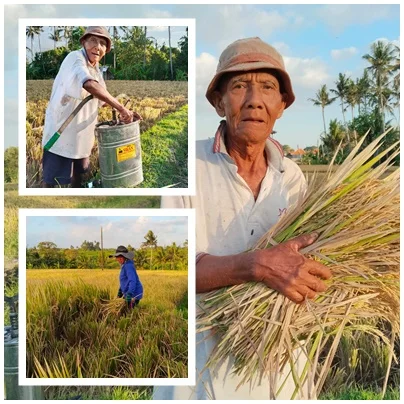 Wayan Geten Tak Pernah Pensiun dari Sawah