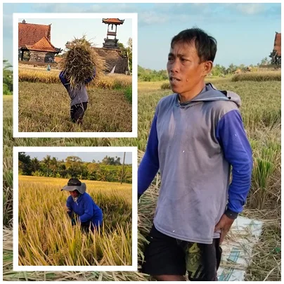Mustahin, Lelaki di Balik Musim Panen