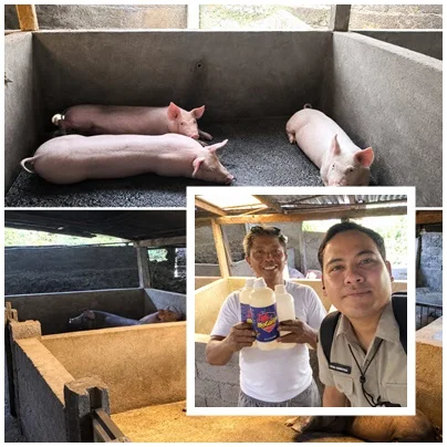 Bukan Sekadar Hibah, PPL Kawal Banteng Maju Hingga Panen Ketiga