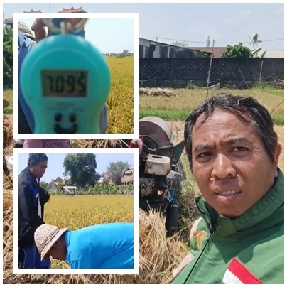Terhimpit Pariwisata, Sawah Seminyak Cetak 11,34 Ton/Ha