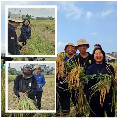 Ciherang–Respati Menggebrak, Tembus 13 Ton per Hektare