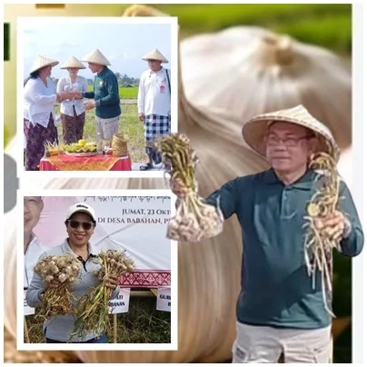 Bawang Putih Lokal Bali Bangkit