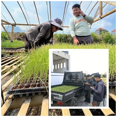 Bibit Bawang TSS Dilirik, Pesanan Kadek Bradra Melonjak