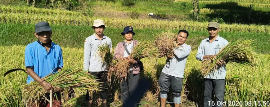 Hari Pangan Sedunia, Panen Padi di Buleleng Tembus 12 Ton per Hektare