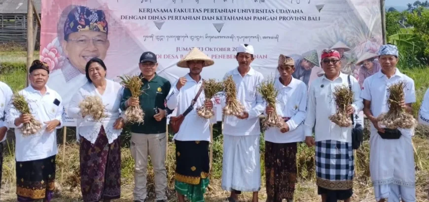 bawang putih 3
